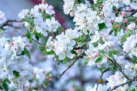 Blooming apple tree in spring Stock Photos