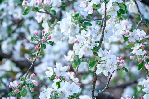 Blooming apple tree in spring Stock Photos