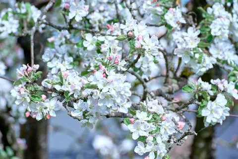 Blooming apple tree in spring Stock Photos