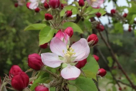 A blooming apple tree in spring Stock Photos