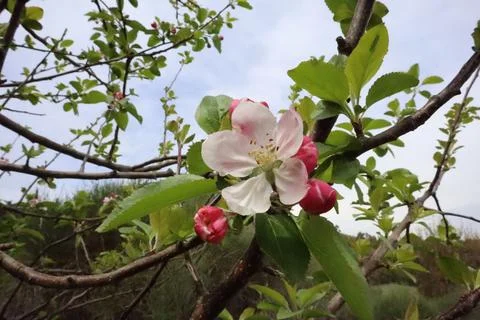 A blooming apple tree in spring Stock Photos
