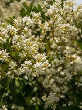 Blooming apple tree in spring Stock Photos