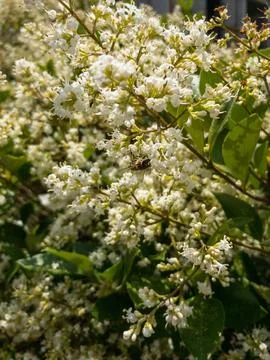 Blooming apple tree in spring Stock Photos