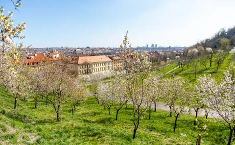 Blooming apple tree in spring Prague Petrin hill with city veiw, Czech Republic Stock Photos