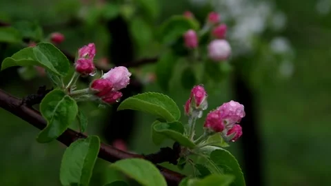 Blooming Apple tree, spring, raindrops on the petals Stock Footage 130280863