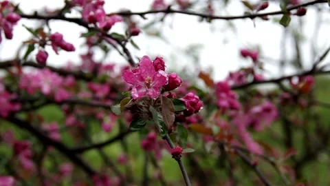 Blooming Apple tree, spring, raindrops on the petals Stock Footage 130281002