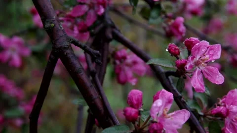 Blooming Apple tree, spring, raindrops on the petals Stock Footage 130281481