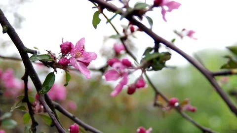 Blooming Apple tree, spring, raindrops on the petals Stock Footage 130281582