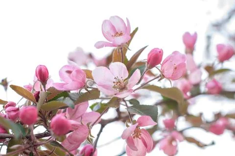 Blooming apple tree on spring, soft focus. Closeup of pink blossoming branche Foto stock