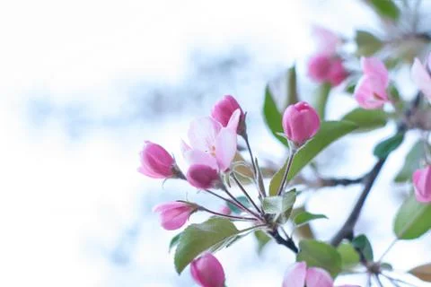 Blooming apple tree on spring, soft focus. Flowering Crabapple in the park. C Foto stock