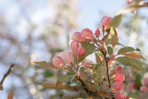 Blooming apple tree on spring, soft focus. Closeup of pink blossoming branche Stock Photos