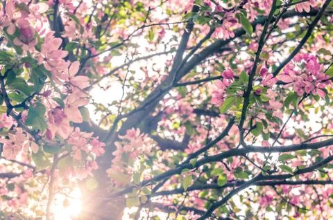 Blooming apple tree in spring with sun shining through branches Stock Photos