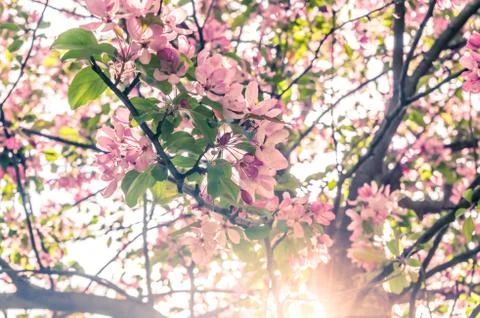 Blooming apple tree in spring with sun shining through branches Stock Photos