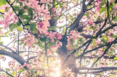 Blooming apple tree in spring with sun shining through branches Stock Photos