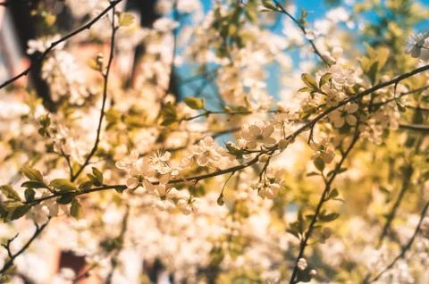 Blooming apple tree in spring in the sun. Stock Photos