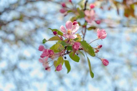Blooming apple tree in spring sunlight, selective focus. Closeup of pink blos Stock Photos