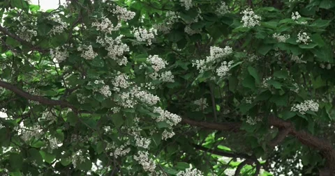 Blooming apple tree in spring on a sunny day. Stock Footage 277873186