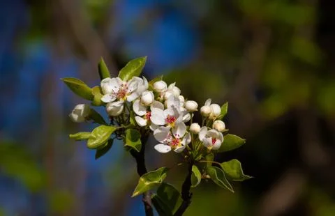 Blooming apple tree. Spring sunny day. Beautiful flowers Stock Photos