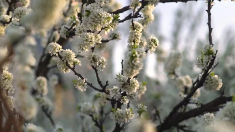 Blooming apple tree in spring time. Stock Footage 100875239