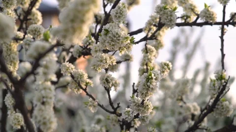 Blooming apple tree in spring time. Video stock 100875314