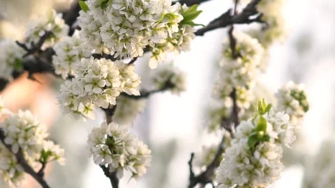 Blooming apple tree in spring time. Stock Footage 100875398