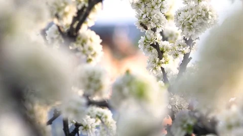 Blooming apple tree in spring time. Stock Footage 100875500