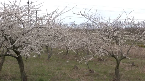 Blooming apple tree in spring time. White Apple Flowers Video stock 129132431