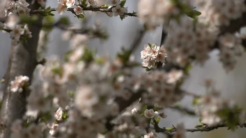 Blooming apple tree in spring time. White Apple Flowers Video stock 129132464