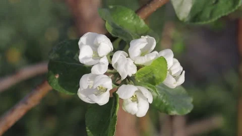 Blooming apple tree in spring time. Stock Footage 130620469
