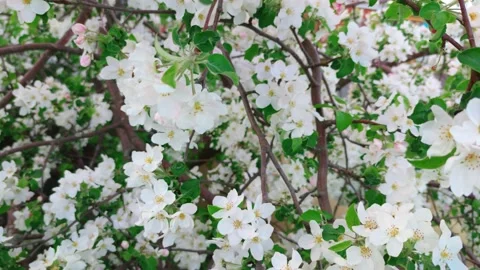 Blooming apple tree in spring time with bees around Stock Footage 197094562