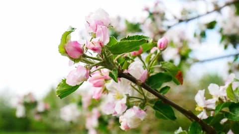 Blooming apple tree in spring time. Stock Footage 242045415