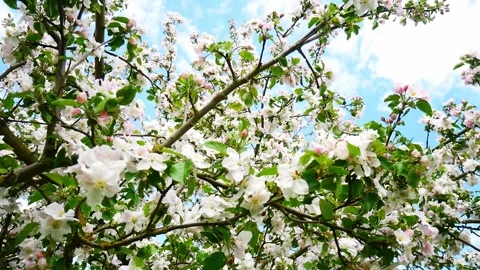 Blooming apple tree in spring time. Stock Footage 242202396