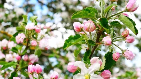 Blooming apple tree in spring time. Stock Footage 243459664