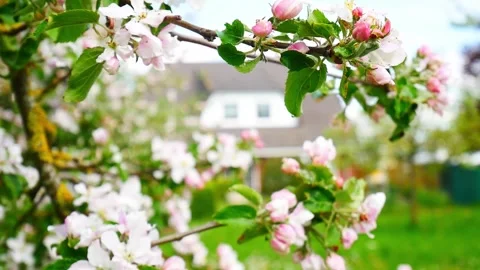 Blooming apple tree in spring time. Stock Footage 243685706
