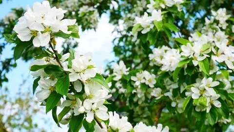 Blooming apple tree in spring time. Stock Footage 243854211