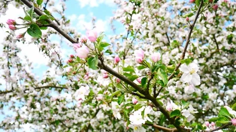 Blooming apple tree in spring time. Stock Footage 252044212