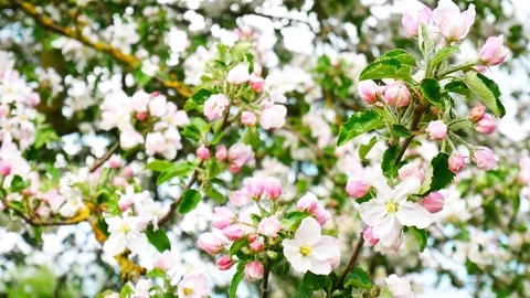 Blooming apple tree in spring time. Stock-Footage 258181768