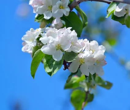 Blooming apple tree in spring time Stock Photos