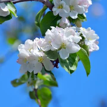 Blooming apple tree in spring time Stock Photos