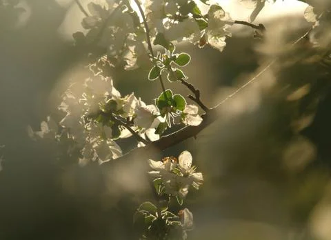 Blooming apple tree in spring time Stock Photos