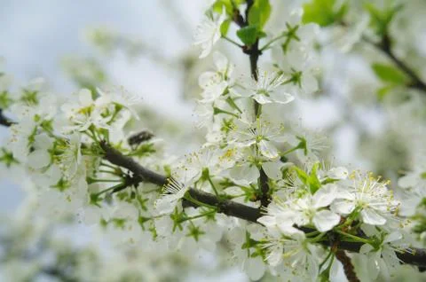 Blooming apple tree in spring time Stock Photos