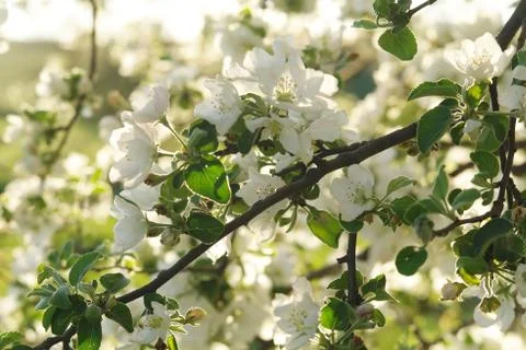 Blooming apple tree in spring time Stock Photos
