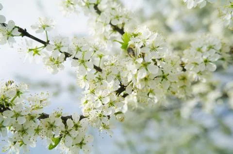 Blooming apple tree in spring time Stock Photos