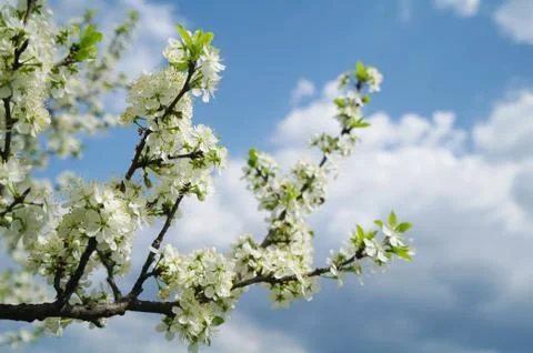 Blooming apple tree in spring time Stock Photos