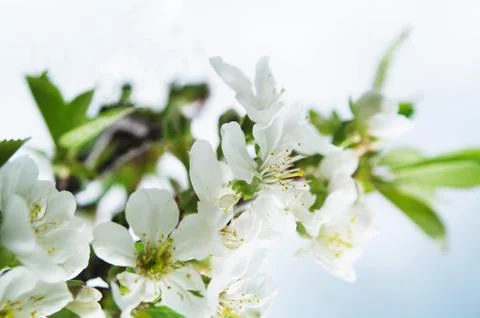 Blooming apple tree in spring time Stock Photos