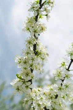 Blooming apple tree in spring time Stock Photos
