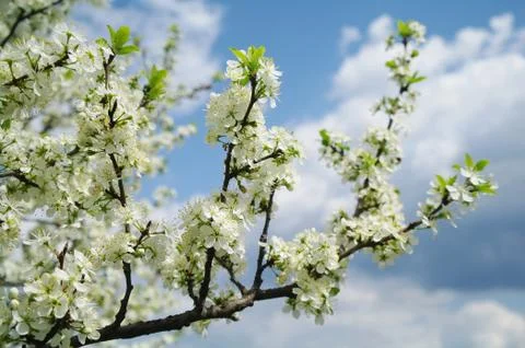 Blooming apple tree in spring time Stock Photos