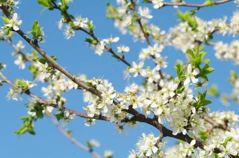 Blooming apple tree in spring time Stock Photos