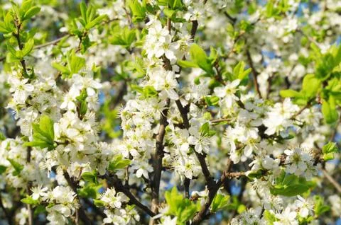 Blooming apple tree in spring time Stock Photos