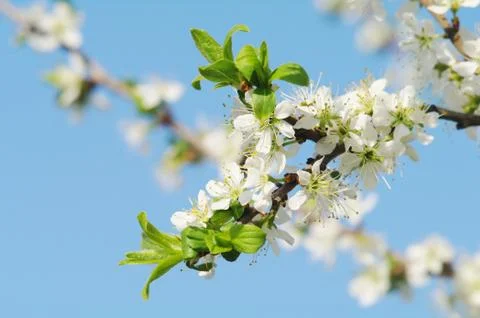 Blooming apple tree in spring time Stock Photos